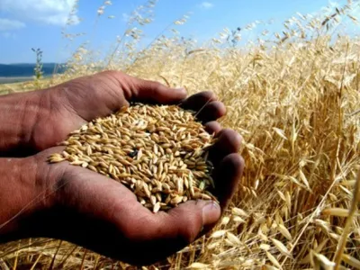 Alanya Tarım Sigortası